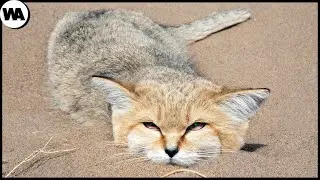 Este Gato Não Tem Cheiro, Nunca Bebe Água e Suas Patas Não Deixam Pegadas