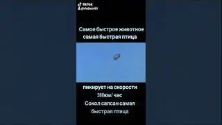 сокол Сапсан