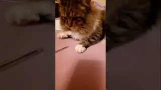 КОТОРАБЫ 🤣