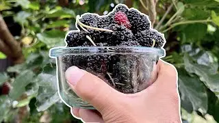 When To Pick Mulberries 