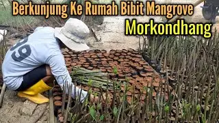 Berkunjung Ke Rumah Bibit Mangrove 