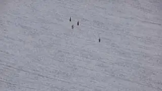 Mountain Goats Running from Me