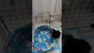 #померанский_шпиц