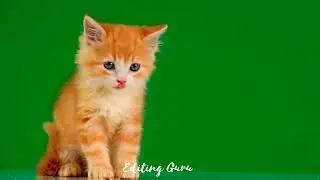Green Screen cat Animation video with No copyright.