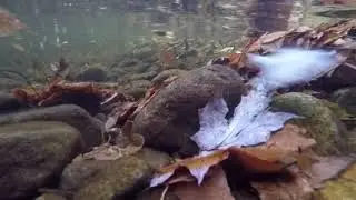 Leaves Floating Downstream