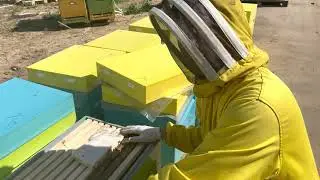 Как формируем отводки, которые потом хорошо принимают маток