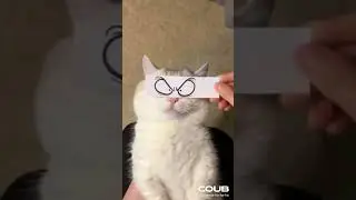 Коту рисуют глаза