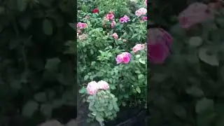 Наш питомник в июне
