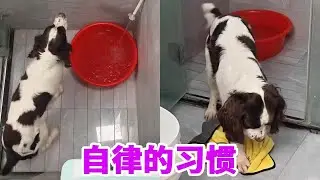 狗子养成自律的好习惯后，为爹的轻松多了