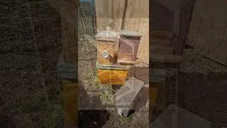 Готовим ловушки для ловли бродячих роёв пчёл 2024 #пчёлы #пасека #bee #beekeeper #пчеловодство