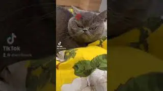 кот говорит спасибо