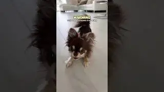 Unbelievable Dog Screams that will Chill You 😰🔊/ Raise your hand if you're terrified now 🙋
