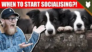 WHEN TO START SOCIALISING MY BORDER COLLIE PUPPY