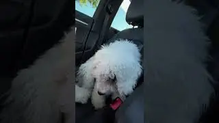 Puppy’s first time in the Chick-fil-A drive-thru