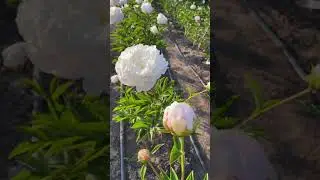 “Omeo Snow” 🌸