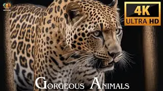 Gorgeous Animals in 4K Ultra HD