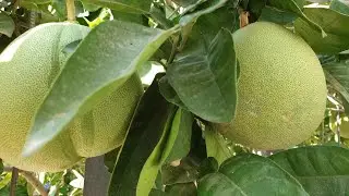 А У НАС ВО ДВОРЕ...ГРЕЙПФРУТЫ, АПЕЛЬСИНЫ, ЛИМОНЫ