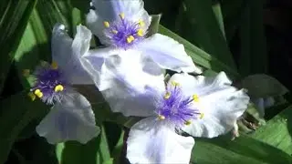 ///Дача///Компост, стрижка и другие дела///