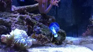 My box fish eating 2