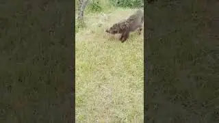 🐖 piggy