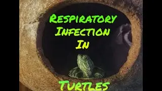 Symptoms of Respiratory Infection in Turtles !