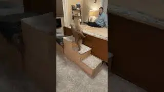 толстый собакен
