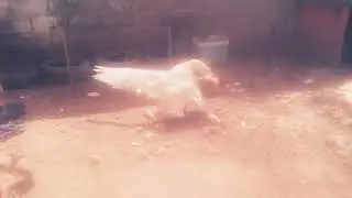Pelea de ganso y gallo