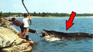 Man-eating pikes: truth or ridiculous myth?