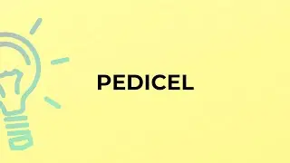 What is the meaning of the word PEDICEL?