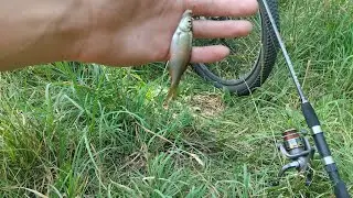 Купив нового спінінга|Рибалка на попла-поппер|Ловля краснопірки #рибалка #fishing #плотва #копанка