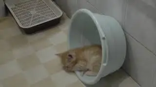 Кошки. 105ч. В тазике