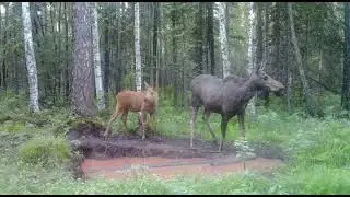 Лосиха с телёнком #2 фотоловушка#