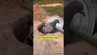 А вы как выбираете? Осознанно ли? #работа #юмор #поискработы