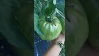 Всему своё время