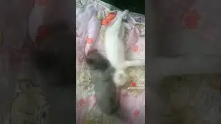 котятам месяц девочка и мальчик