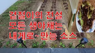 상추 겉절이 간장 만능소스