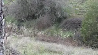 Fox taken with Ausable Longbow