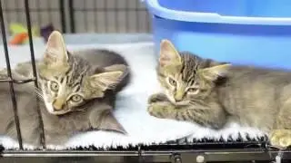 The Bulverde Area Humane Society