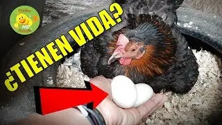 What to do when some of the hen's eggs DO NOT hatch?