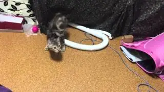 Kitten And His New Toy - 仔猫の新しいおもちゃ