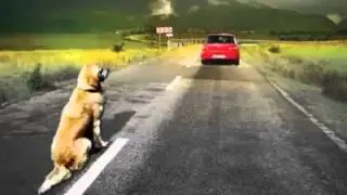 Diario De Un Perro (Te Aseguro Que Llorarás)