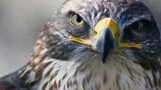 Falcon Wallpaper