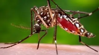 El Virus del Zika