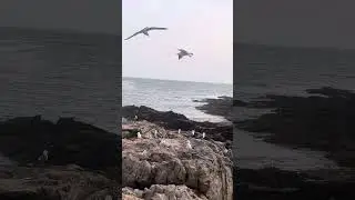 Карея