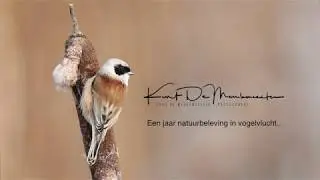 Een jaar natuurbeleving in vogelvlucht - Kurt De Meulemeester Photography
