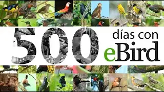 500 días con eBird -  Pajareando en México, Guatemala, Colombia y Ecuador