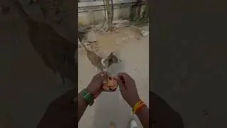 Dog Dara hua tha, little scared 🥹 