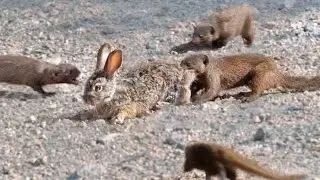 Mongooses Tear Baby Hare Apart