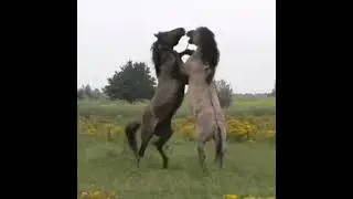тарпан мен шатыс айғырлар