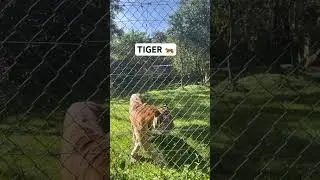 Tiger 🐅, The Beauty of Africa , Welcome To Africa, Welcome To the Pearl Of Africa, Uganda, #shorts